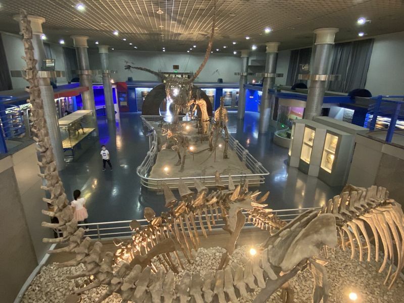 Museums Of Beijing Beijing Museum Of Natural History Koryo Tours