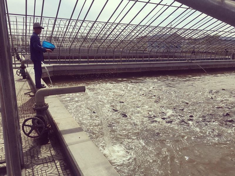 Pyongyang Catfish Farm
