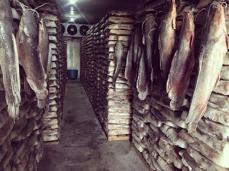 Pyongyang Catfish Farm